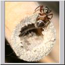 Synageles venator - Springspinne 02 4mm.jpg